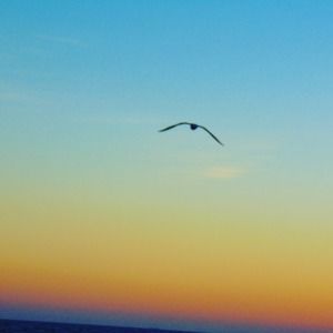 Meet your Posher, Jsters